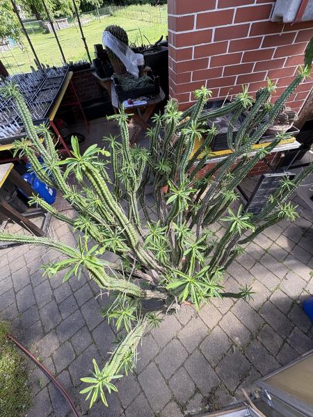 Euphorbia fimbriata